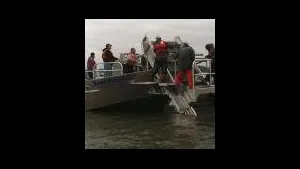 Propulsion Chosen for Pacific Coast Oyster Harvest Vessel