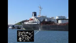 Invisible passengers. When ships discharge their ballast water, microscopic plankton, crab larvae and other potentially  harmful species often spill out as well. (Credit: SERC)