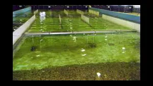 Breakwater's Effectiveness Proved by Research Institute