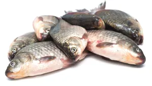 Hurtigruten Inks 'Rotten Fish' Biogas Deal